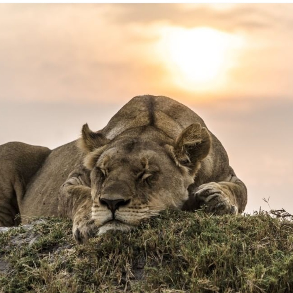 Meet your Posher, Ty